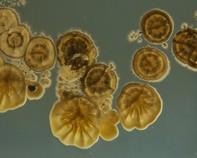 streptomyces streptomyces